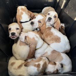 Basset Hound Puppies from Breeze Basset Hounds