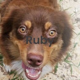 Ruby - Australian Shepherd