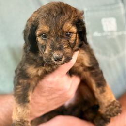 Bo - Sable male Aussiedoodle puppy in Eastman, Georgia from Dood B Ranch