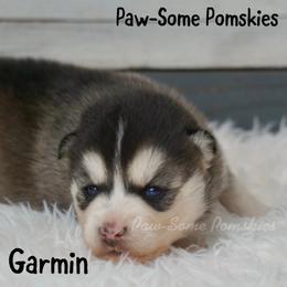 Garmin - Black and white male Pomsky puppy in Krum, Texas from Paw-Some Pomskies