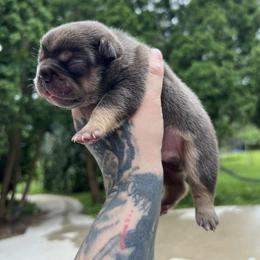 French Bulldog Puppies from Top Billin' Frenchies