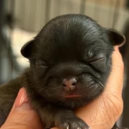 Chicho - Brindle male Shih Tzu puppy in Oak Hills, California from High Desert  Shih Tzu