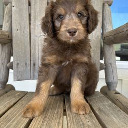 Otter - Red phantom Aussiedoodle puppy in Tolar, Texas from Massey Ranch