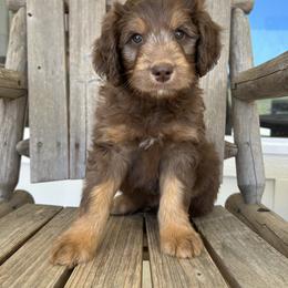 Otter - Red phantom Aussiedoodle puppy in Tolar, Texas from Massey Ranch