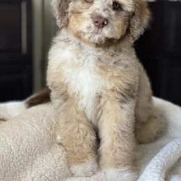 Aussiedoodle Puppies from Gore Doodle Ranch