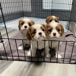 Cavalier King Charles Spaniel Puppies from Buck Creek