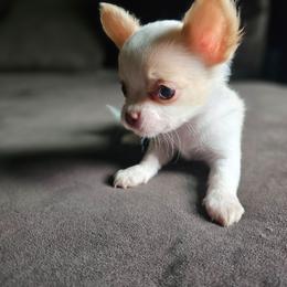 El Toro - Cream and white male Chihuahua puppy in Springfield, Missouri from Casadelopez Tails