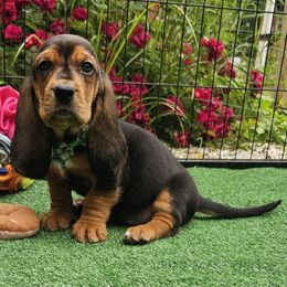Pickles - Black brown and white female Basset Hound puppy in Big Rapids, Michigan from Basket Hound Bassets