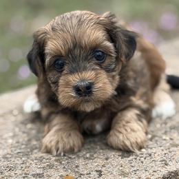 Ginger - Fawn female Havanese puppy in Lancaster, South Carolina from 3 Bs Havanese-PUPPIES with  PURPOSE