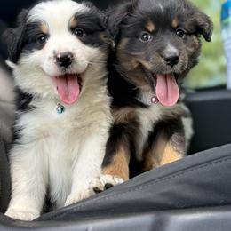 Australian Shepherd, Miniature Australian Shepherd, and Toy Australian Shepherd Puppies from Skaky Shepherds