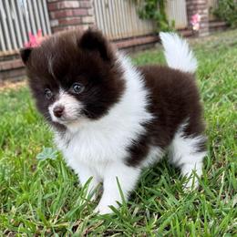 Jade - Chocolate parti female Pomeranian puppy in San Jacinto, California from Savvypomeranians