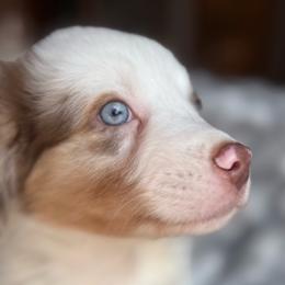 Chili-Full tail and blue eyes likely - Red merle male Australian Shepherd puppy in Penrose, Colorado from Best Friend Aussies