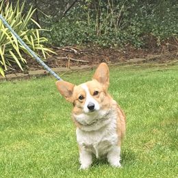 Lyric - Pembroke Welsh Corgi