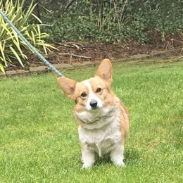 Lyric - Pembroke Welsh Corgi