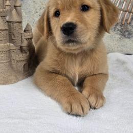 Coral - Light golden female Golden Retriever puppy in Marietta, Oklahoma from Dogs of Diamond B