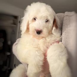 Oak - Parti male Goldendoodle puppy in Vancouver, Washington from Blissful Doodles
