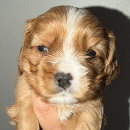 Ruby boy - Ruby male Cavalier King Charles Spaniel puppy in Queen Creek, Arizona from Andresen's Cavaliers