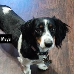 Maya - Dachshund