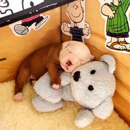 Staffordshire Bull Terrier Puppies from ShastaStaffordsandDobermans