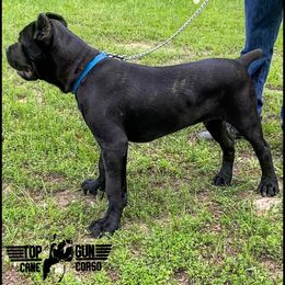 Cane Corso Puppies from Top Gun Cane Corso