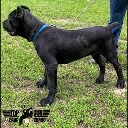 Cane Corso Puppies from Top Gun Cane Corso