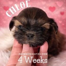 Chloe - Gold female Shih Tzu puppy in Hayden, Idaho from Phoenix Shih Tzu