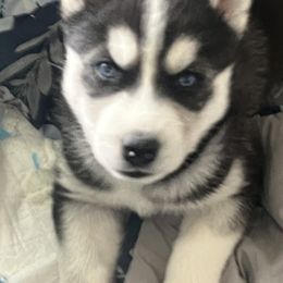 Siberian Husky Puppies from Cute Canines & Corp