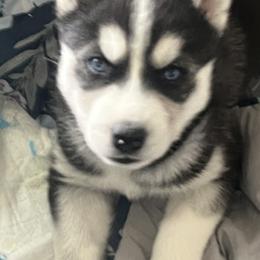 Siberian Husky Puppies from Cute Canines & Corp