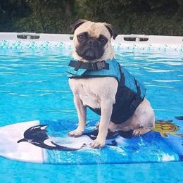 Gobi - Pug