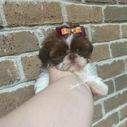 Tiny Pumpkin - Liver and white female Shih Tzu puppy in Lawrenceville, Georgia from Beauty's Shih Tzu (Georgia)