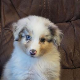 Slate - Blue merle male Australian Shepherd puppy in Mount Clare, West Virginia from Pineview Farms Australian Shepherds