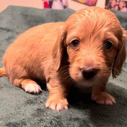 Atreyu - Cream male Dachshund puppy in Arp, Texas from Barksalot Dachshunds