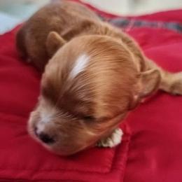Girl 1 - female Cavapoo puppy in Salisbury, North Carolina from Carolina Canines