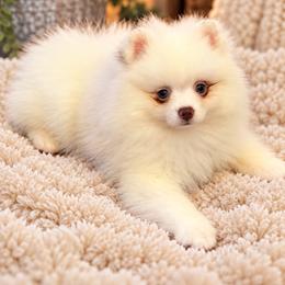 White boy w chocolate spot - Chocolate male Pomeranian puppy in Bourbonnais, Illinois from T & D Poms