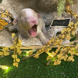 "2022" Cockapoo and Poodle Puppies from Rawls Lovely Little Tots