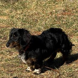 Bria - Piebald female Dachshund puppy in Rio, Wisconsin from Three K Miniature Dachshunds