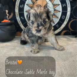 Boy 3 - Merle male Schnoodle puppy in Placerville, California from Rpuppies