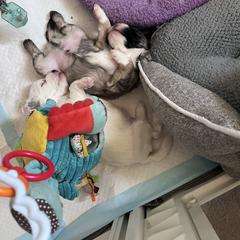 Lowchen Puppies from Potrero Lowchen