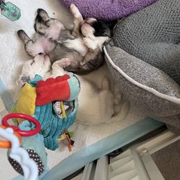 Lowchen Puppies from Potrero Lowchen