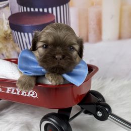 Aston Martin - Liver male Shih Tzu puppy in Columbia, Kentucky from Lisa Bandy Shih Tzu