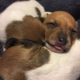 Toy Fox Terriers from Heartland Toy Fox Terriers