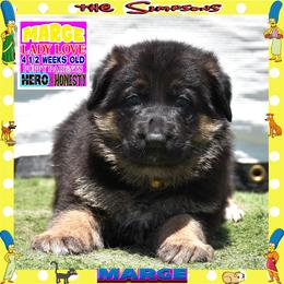 MARGE -- LOVING PUP - Black and tan female German Shepherd puppy in Murrieta, California from Diamond Oaks German Shepherds