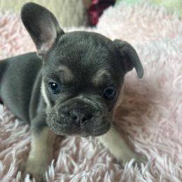 Velma - Black and tan female French Bulldog puppy in Hampstead, Maryland from The Frenchie Life