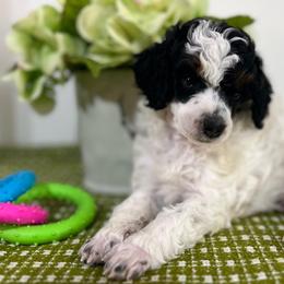 Maize - Parti female Poodle puppy in Nixa, Missouri from Foxtrot Farm Poodles