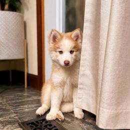 Aurelia - Red and white female Pomsky puppy in Lincoln, Nebraska from Blue Heaven Pomsky