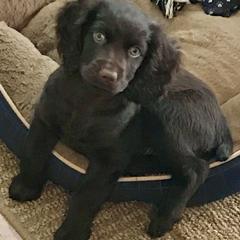 Boykin Spaniel Puppies from Karma Farm and Kennels