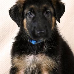 Blue collar - Black and red male German Shepherd puppy in Hancock, New Hampshire from Kysarah German Shepherds