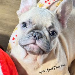 Cindy Lou - Blue female French Bulldog puppy in Spokane, Washington from 47 North Frenchies, LLC