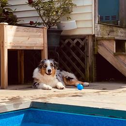 Australian Shepherd and Chihuahua All Grown Up from RockyTop Hearts