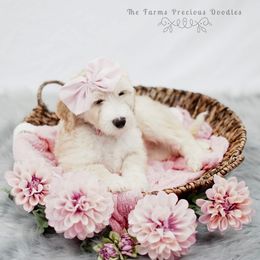 Goldendoodle and Sheepadoodle Puppies from The Farms Precious Doodles
